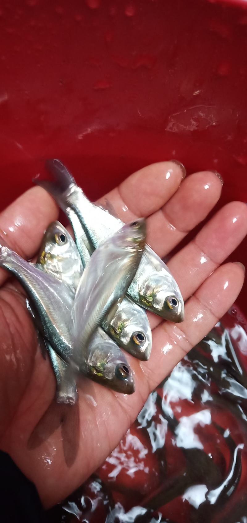 广西水产，鱼苗繁殖基地大量供应，良种白鲢鱼苗。