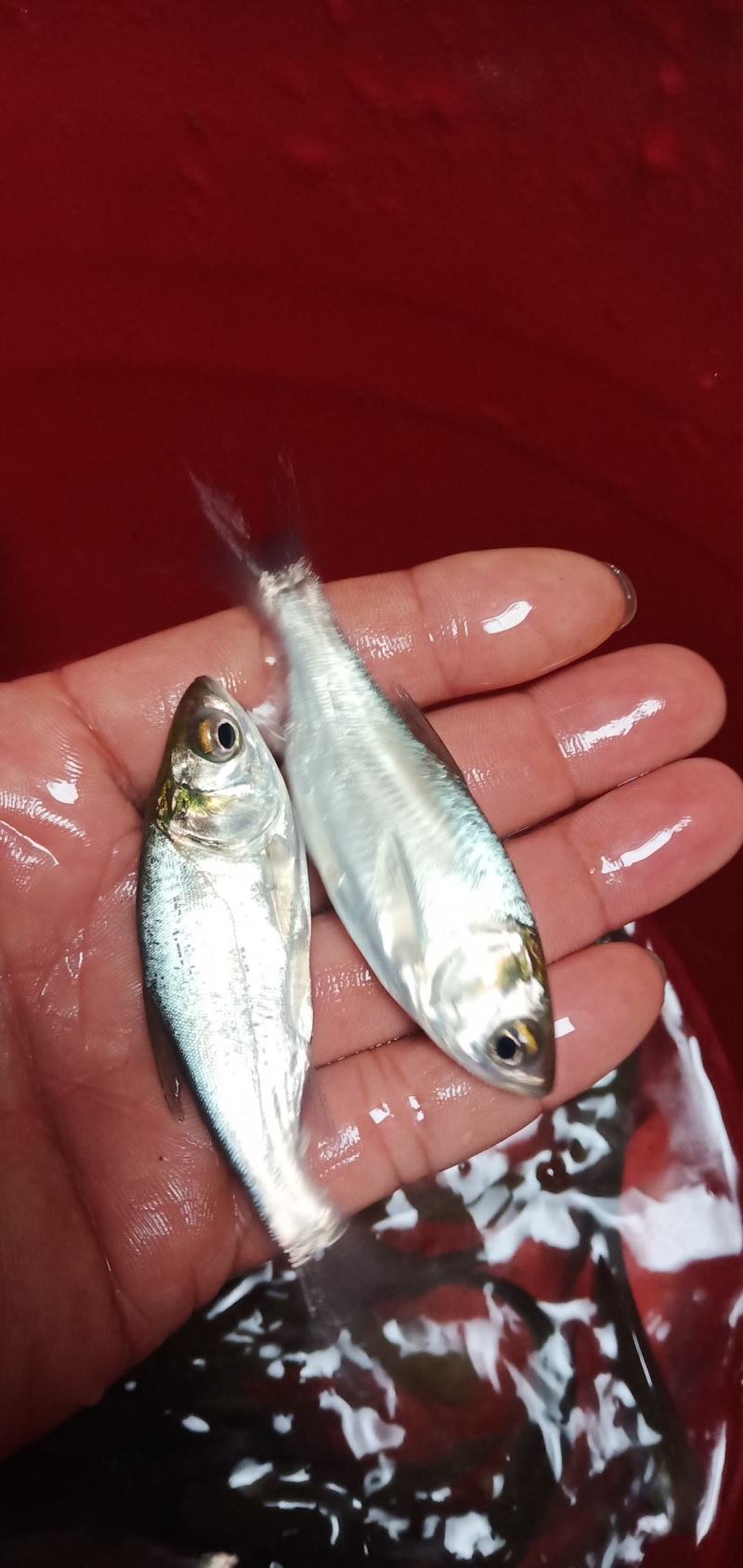 广西水产，鱼苗繁殖基地大量供应，良种白鲢鱼苗。