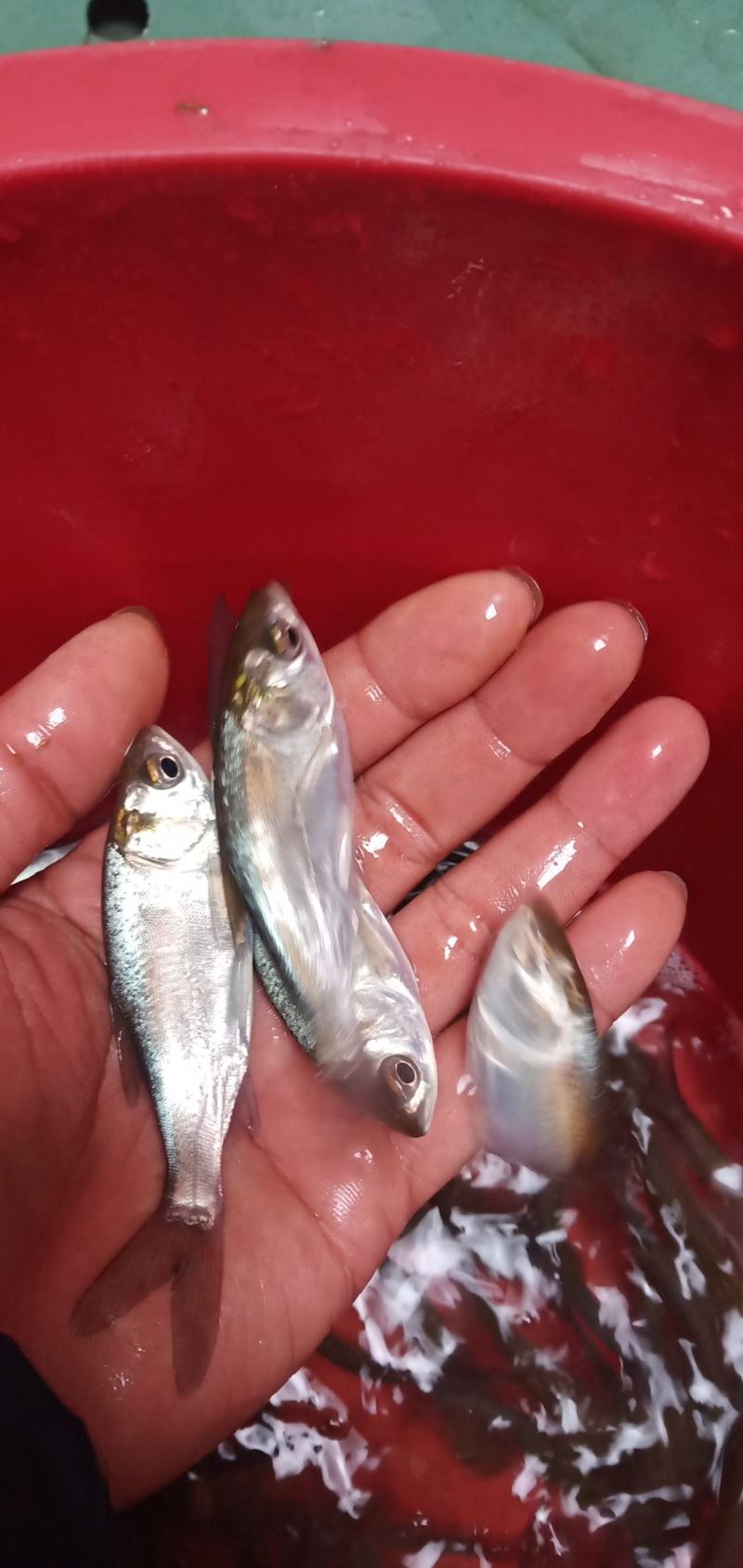广西水产，鱼苗繁殖基地大量供应，良种白鲢鱼苗。