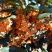 山东三十年古桩老金桂枝繁叶茂桂馥兰馨品质保证货源充足