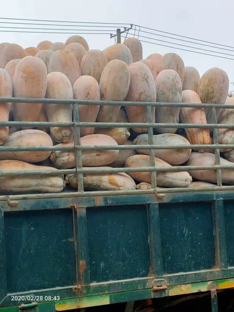 海南金韩蜜本南瓜，金船老品种，大量有货产地直发，一个也发