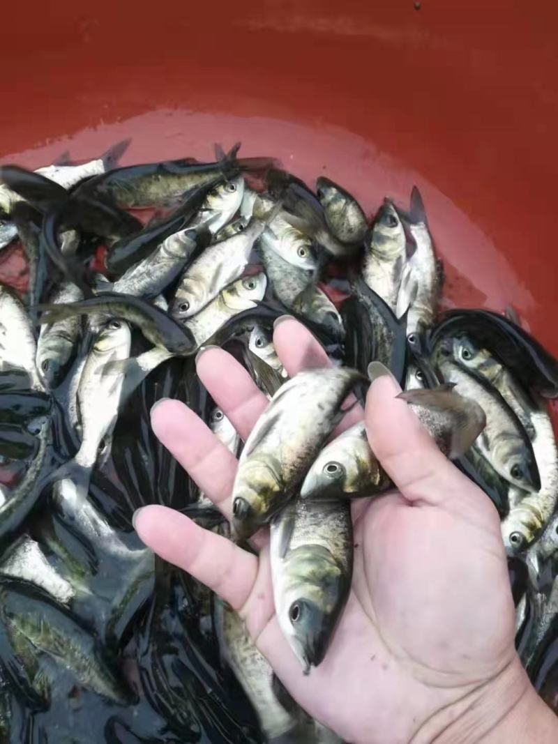 广西水产，良种鱼苗繁殖基地，大量供应大头鱼苗。