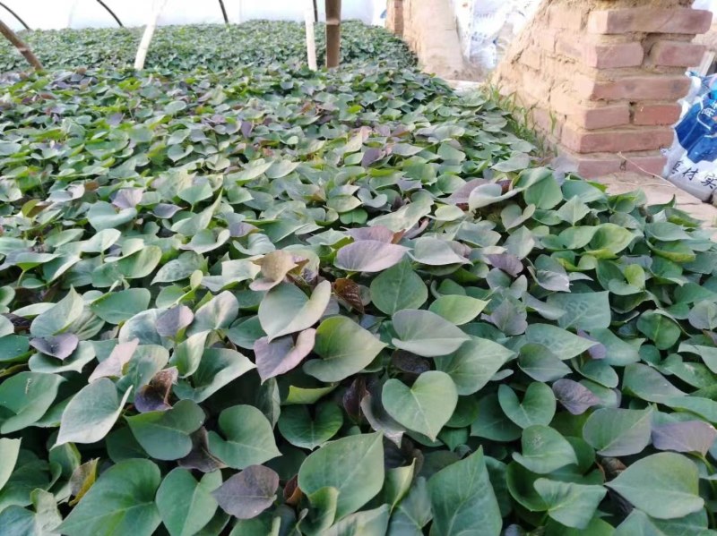 山东省夏津县育苗基地，大量供应优质薯苗。欢迎新老客户前来