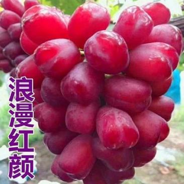 【优选商家】浪漫红颜葡萄苗，当年结果，保纯度，基地直销