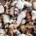 肇庆土茯苓(粉质本地货，不变色，长期有货)