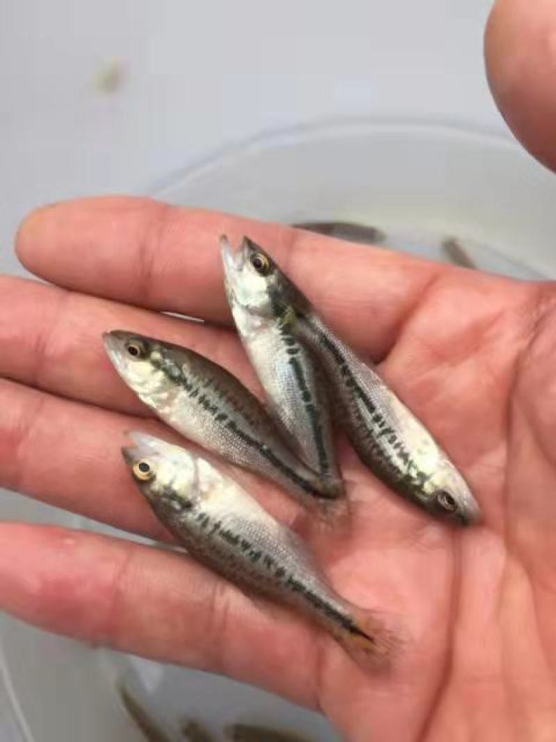 广西水产，良种鱼苗繁殖基地，大量供应加州鲈鱼苗