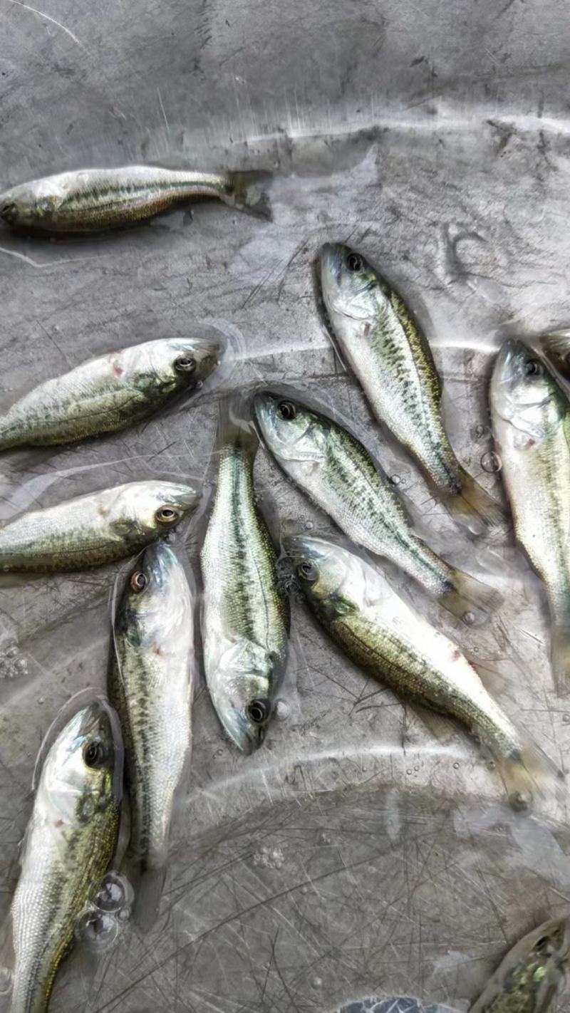广西水产，良种鱼苗繁殖基地，大量供应加州鲈鱼苗