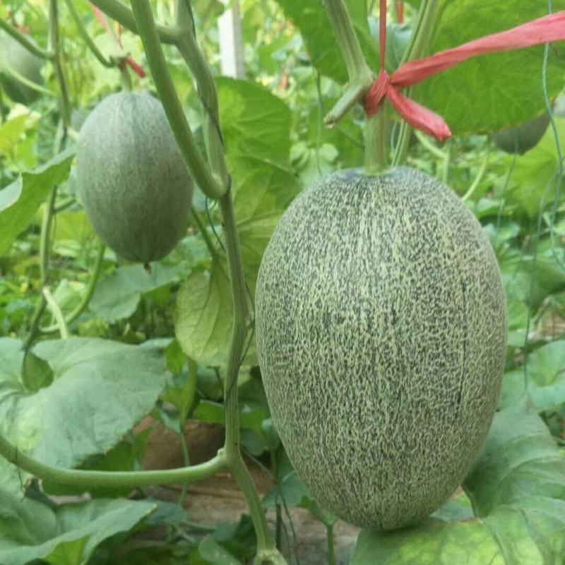 甜瓜苗哈密瓜苗小密25苗网纹甜瓜苗苗圃