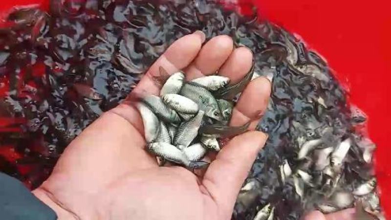 广西水产，鱼苗繁殖基地，大量供应鲫鱼苗。