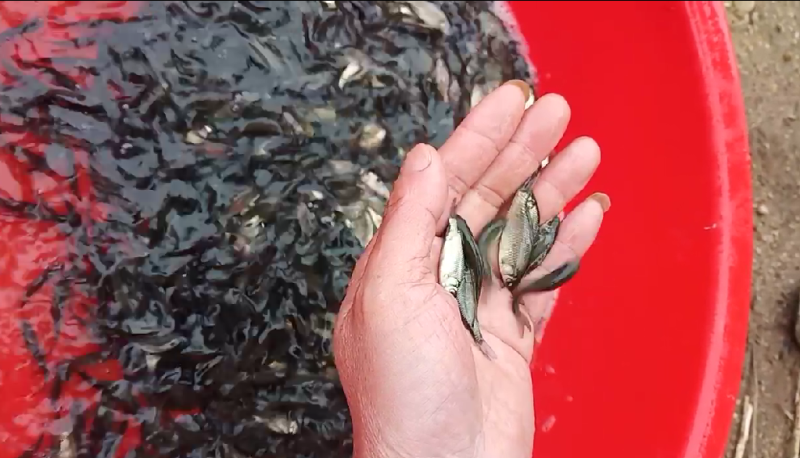 广西水产，鱼苗繁殖基地，大量供应鲫鱼苗。