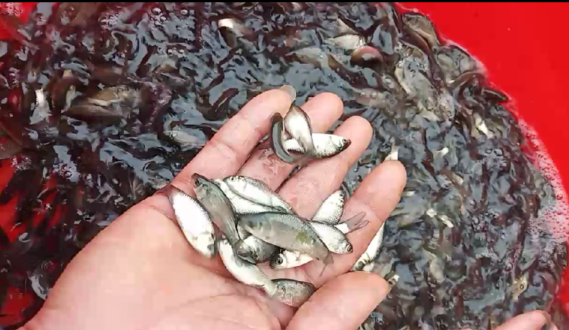 广西水产，鱼苗繁殖基地，大量供应鲫鱼苗。