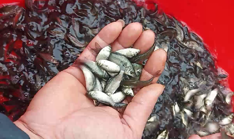 广西水产，鱼苗繁殖基地，大量供应鲫鱼苗。