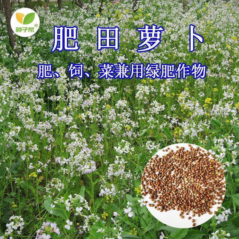 肥田萝卜种子白豌豆油菜紫云英种籽红花草子绿肥作物南北方中