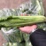 龙牙白菜