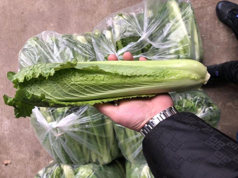 龙牙白菜