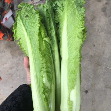 龙牙白菜