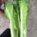 龙牙白菜