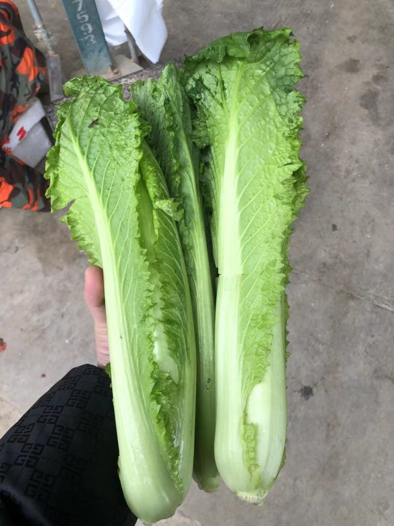 龙牙白菜