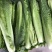 龙牙白菜