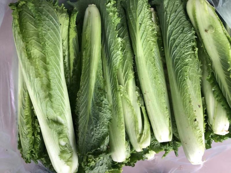 龙牙白菜