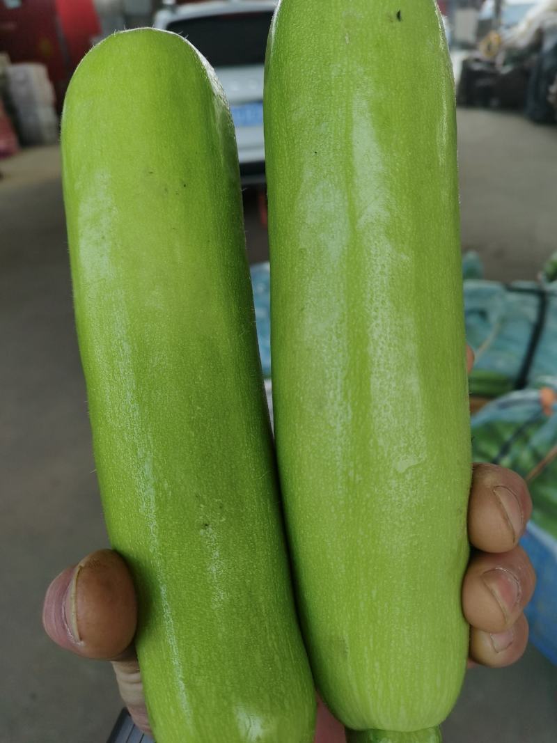 山东临沂精品西葫芦、小瓜，量大质优，一手货源
