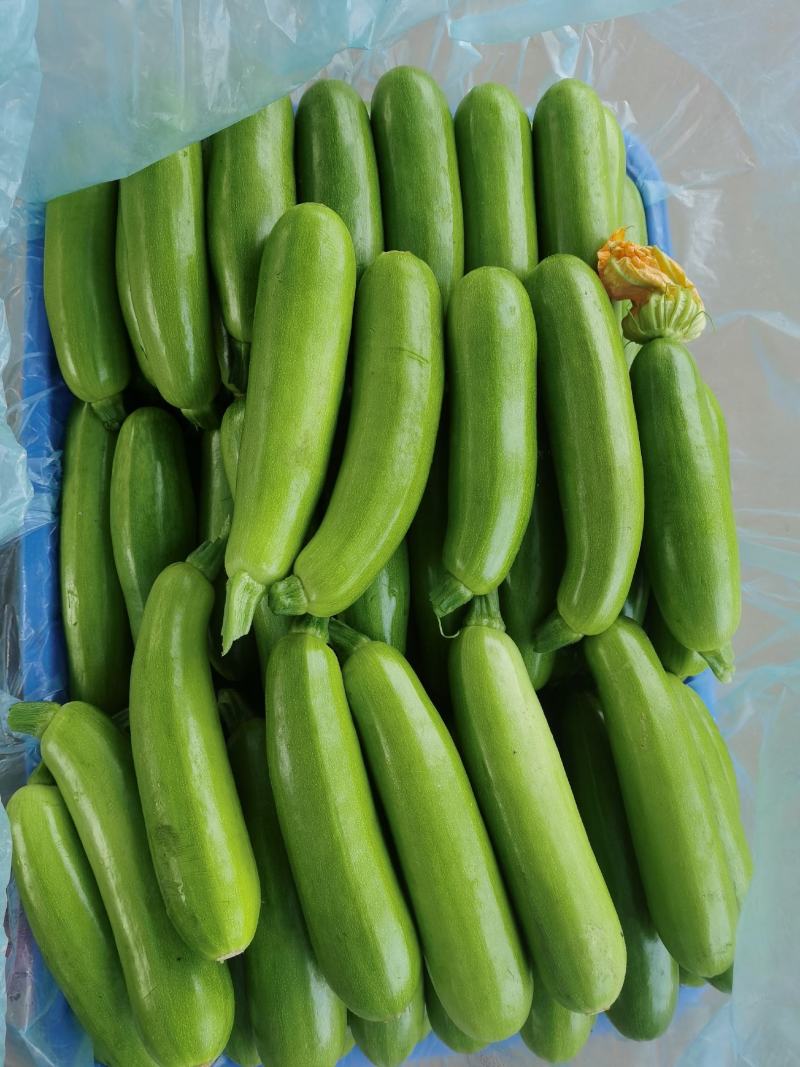 山东临沂精品西葫芦、小瓜，量大质优，一手货源