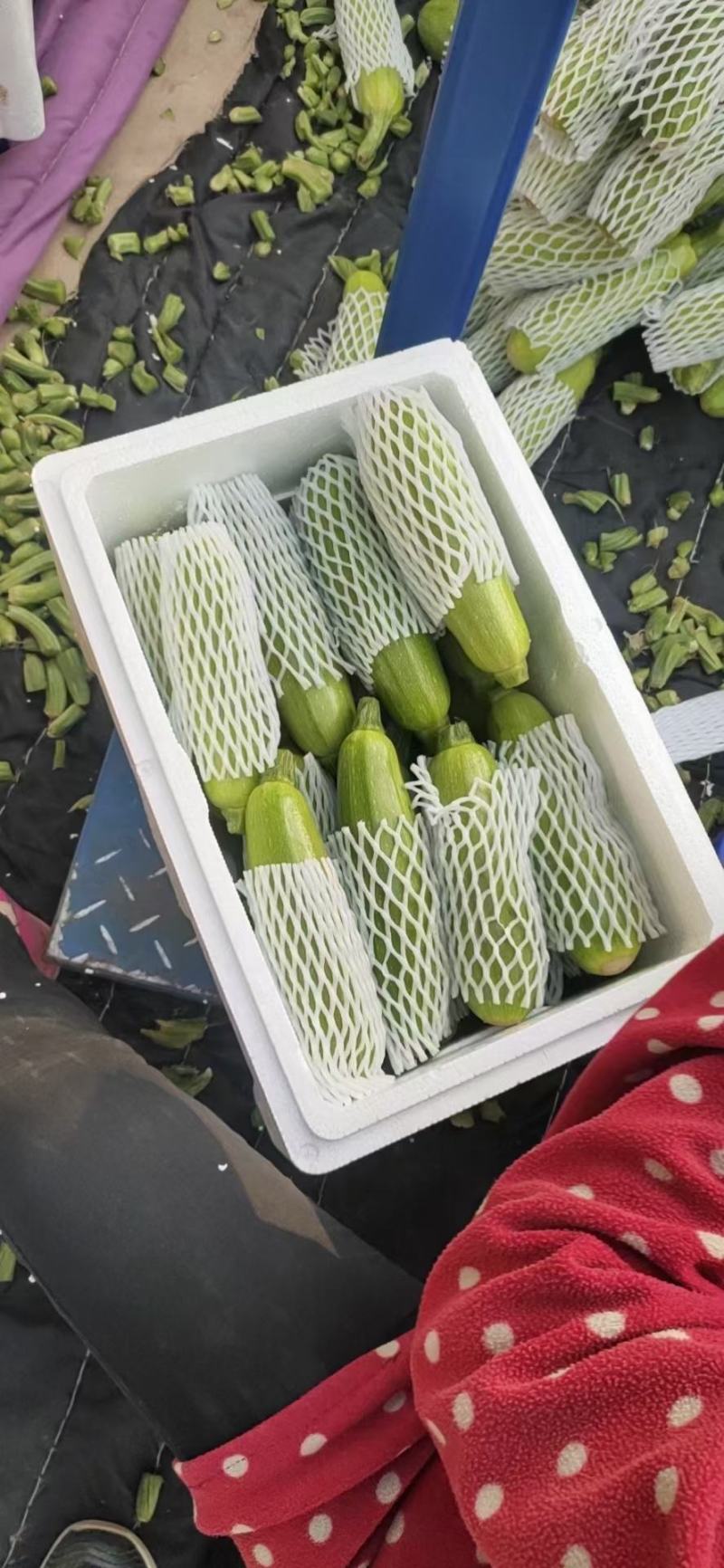 山东临沂精品西葫芦、小瓜，量大质优，一手货源