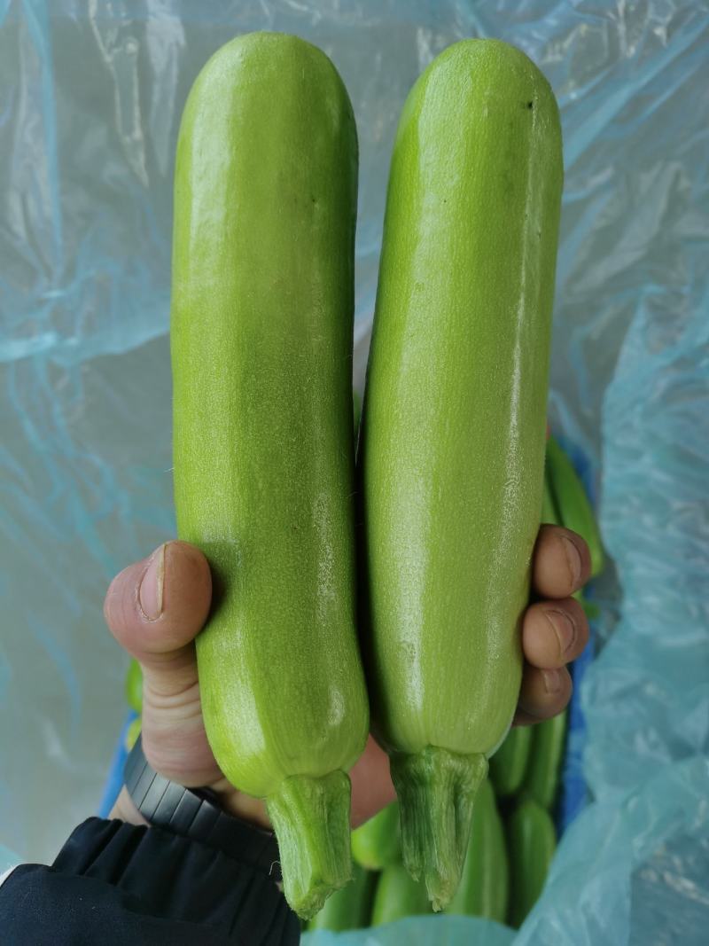 山东临沂精品西葫芦、小瓜，量大质优，一手货源