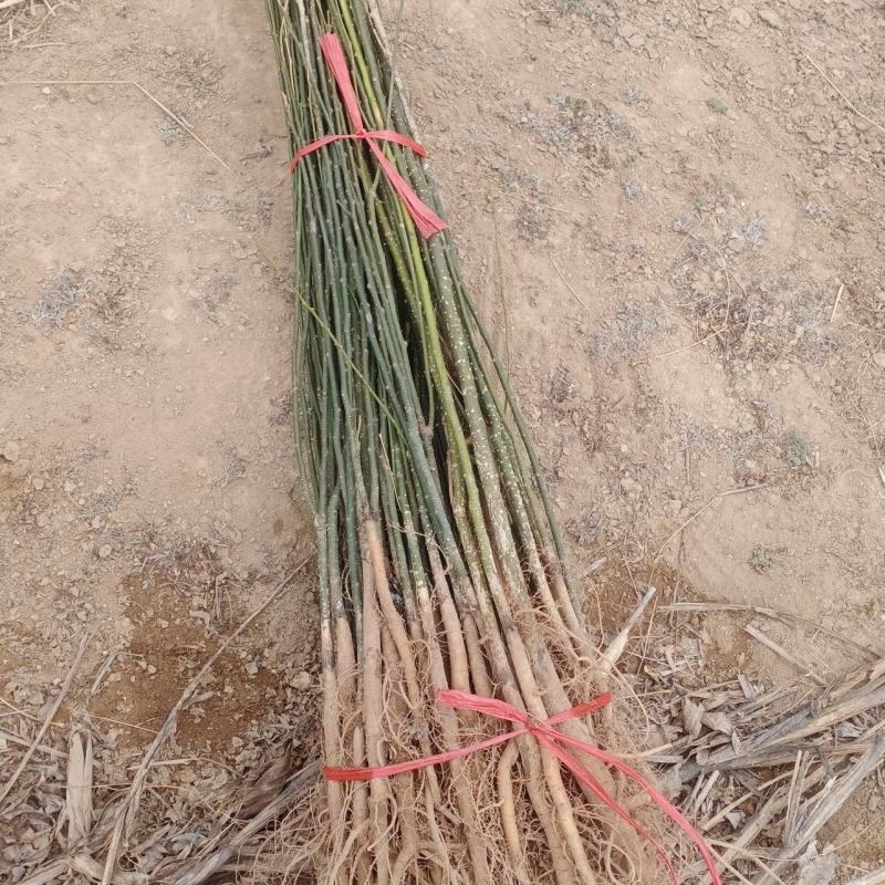 国槐苗当年，二年苗，2/5公分量大价优8公分10公分国槐