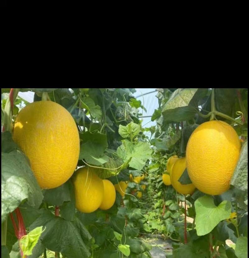 晓蜜25哈密瓜大量上市产地直发一手货源，欢迎咨询