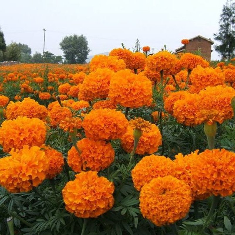 万寿菊种子菊花种子四季易活庭院别墅路边驱蚊盆栽花海