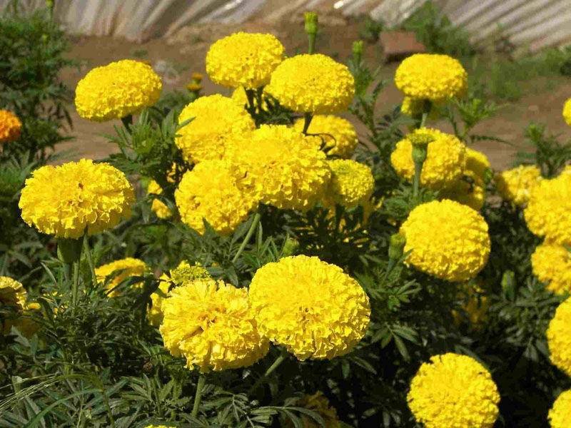 万寿菊种子菊花种子四季易活庭院别墅路边驱蚊盆栽花海