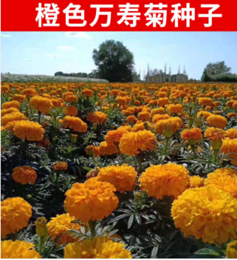万寿菊种子菊花种子四季易活庭院别墅路边驱蚊盆栽花海