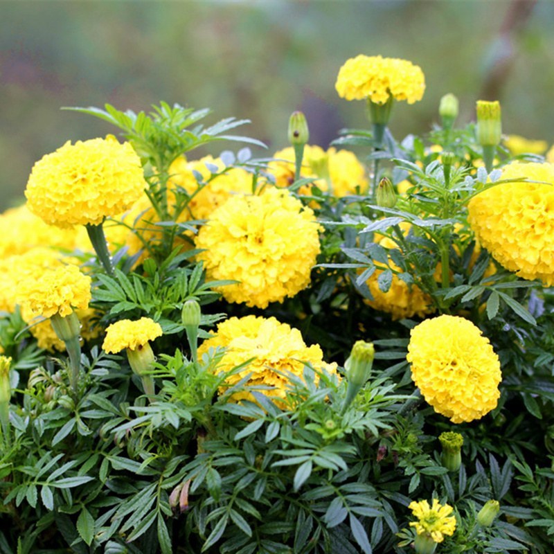 万寿菊种子菊花种子四季易活庭院别墅路边驱蚊盆栽花海