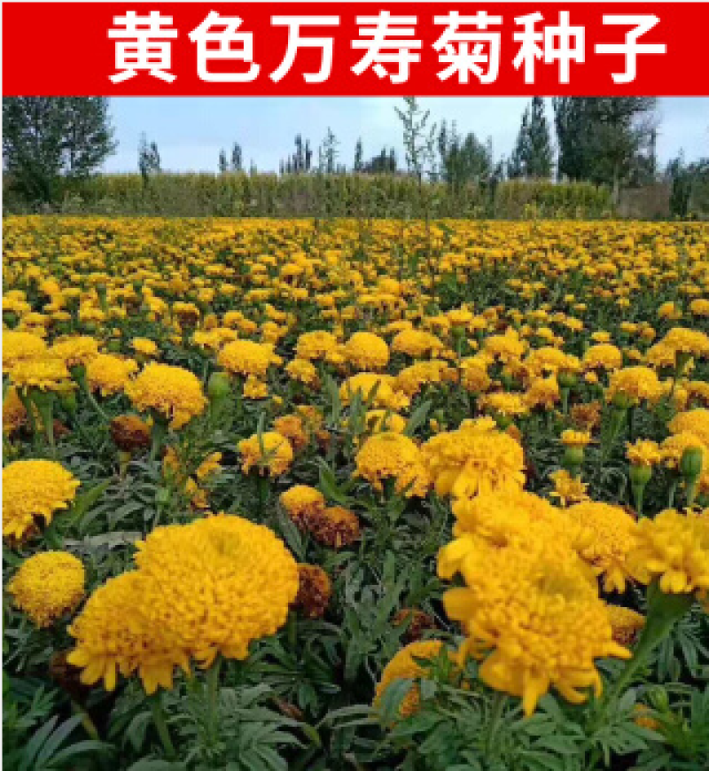 万寿菊种子菊花种子四季易活庭院别墅路边驱蚊盆栽花海