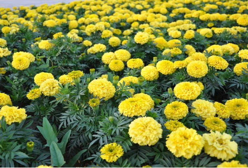 万寿菊种子菊花种子四季易活庭院别墅路边驱蚊盆栽花海