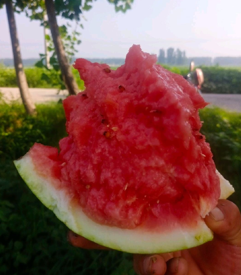 精品美都西瓜，沙地西瓜，代发全国，产地直发