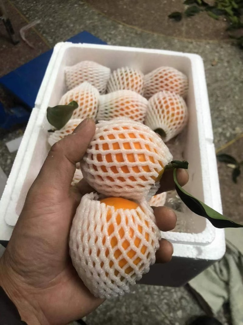 脆蜜脆皮树苗，一年新苗二年移栽苗杯苗，可带土球带果苗