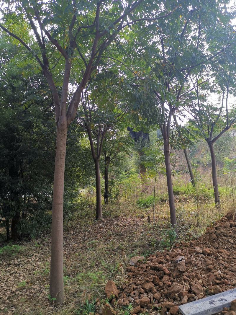 15-18-20原生全冠栾树各种规格光干截干