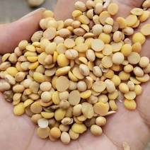 美湾豆瓣蛋白高41，农家新货自产脱皮新干豆瓣。