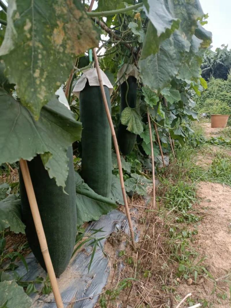 海南精品黑皮吊冬瓜，大量现货供应，光滑干净条形直
