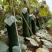 海南精品黑皮吊冬瓜，大量现货供应，光滑干净条形直