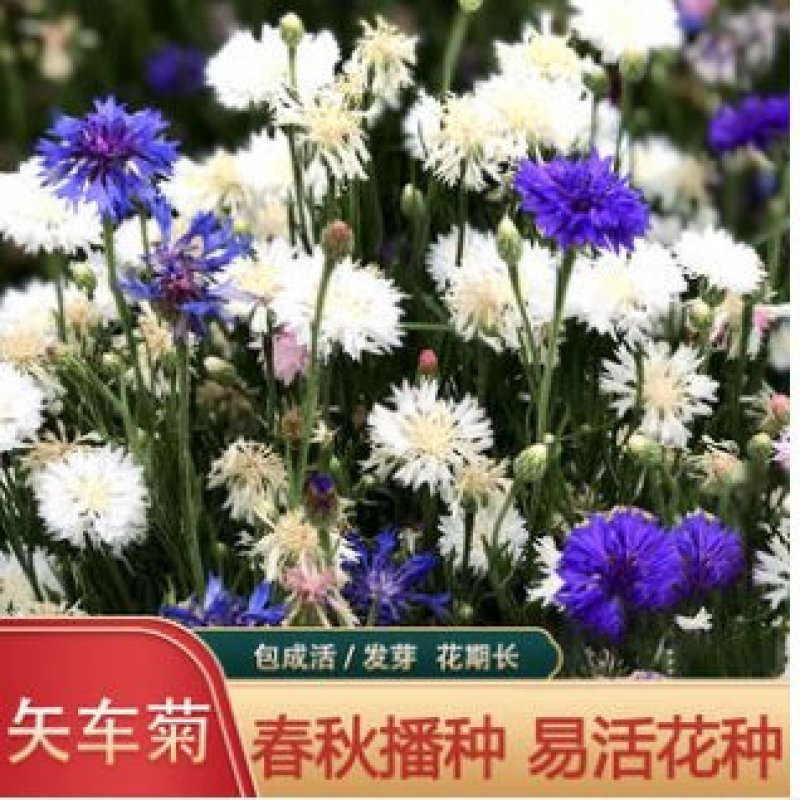 矢车菊种子易种易活四季开花庭院阳台室外景观绿化耐寒种子