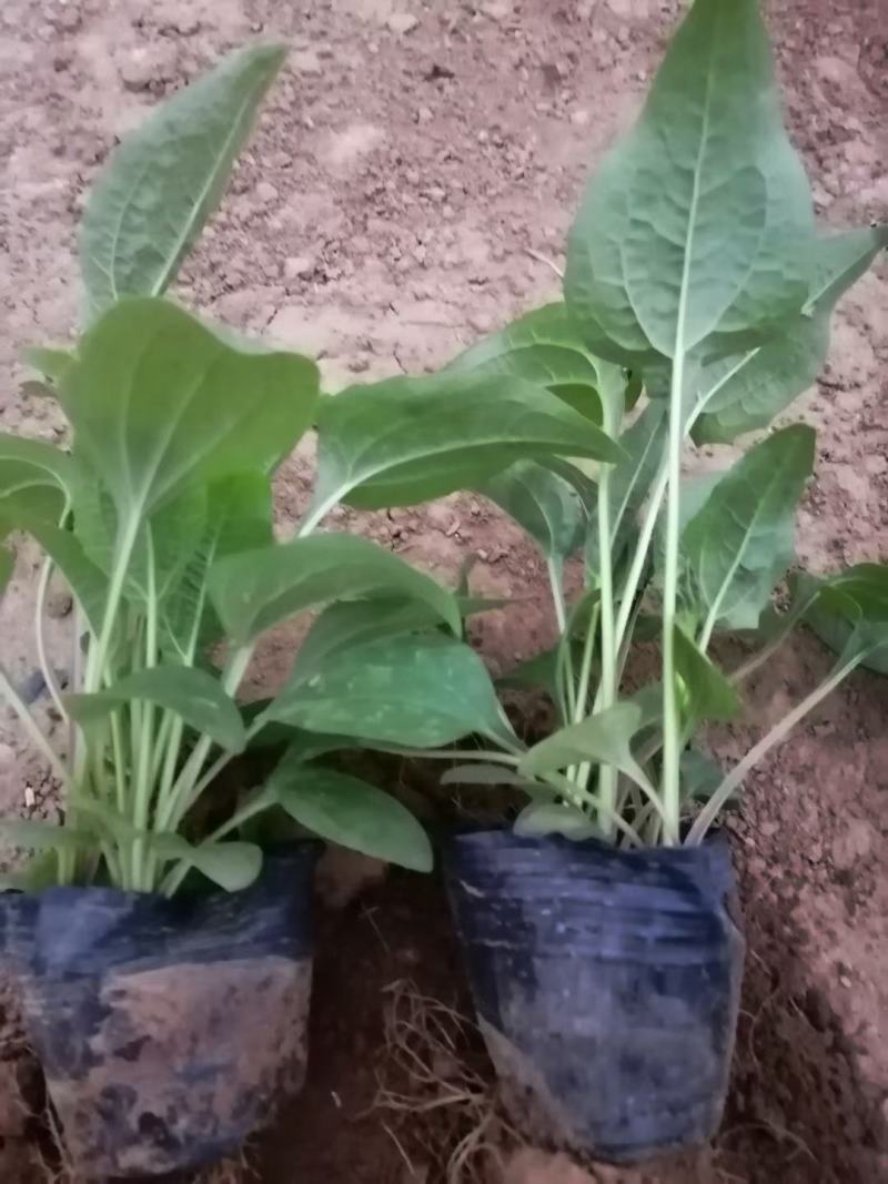 松果菊松果菊盆花基地直发欢迎实地看货