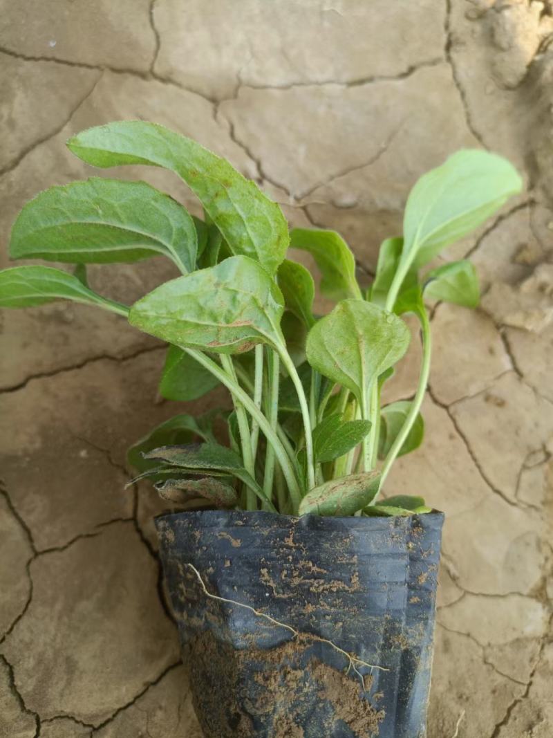 松果菊松果菊盆花基地直发欢迎实地看货