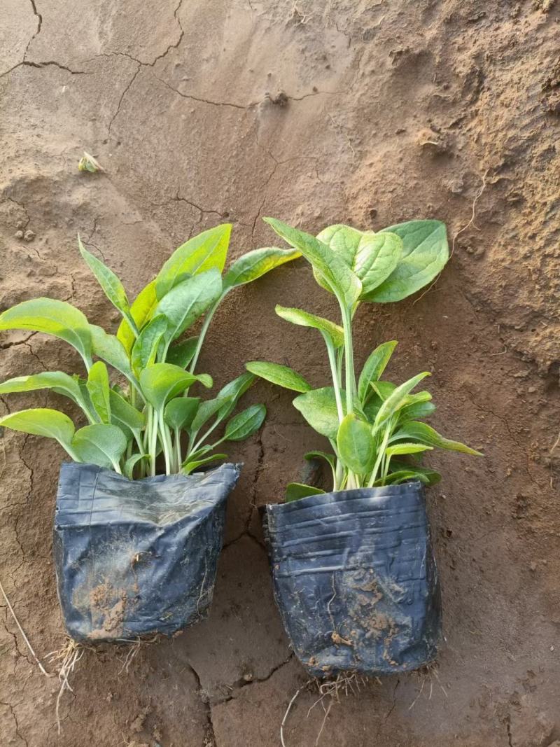 松果菊松果菊盆花基地直发欢迎实地看货