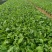 松果菊松果菊盆花基地直发欢迎实地看货