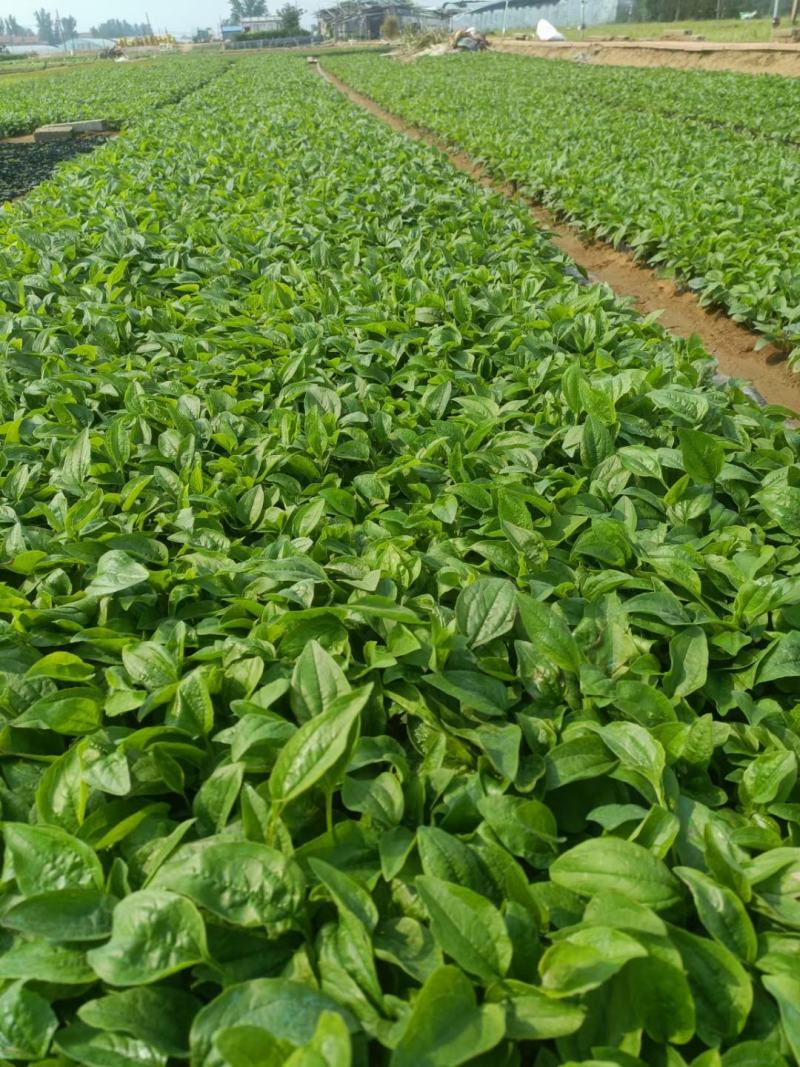 松果菊松果菊盆花基地直发欢迎实地看货