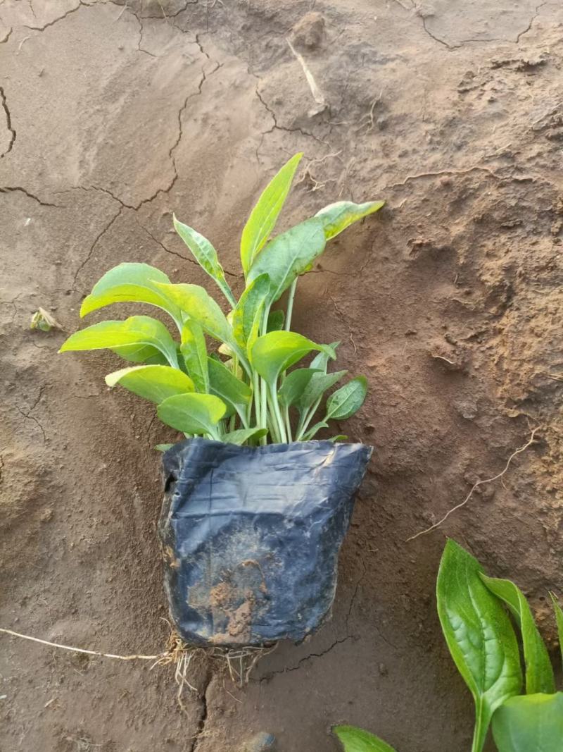 松果菊松果菊盆花基地直发欢迎实地看货