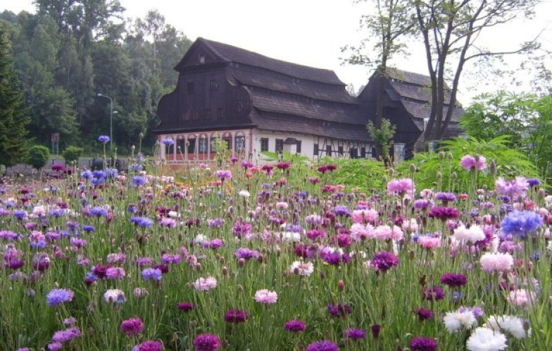 矢车菊种子易种易活四季开花庭院阳台室外景观绿化耐寒种子